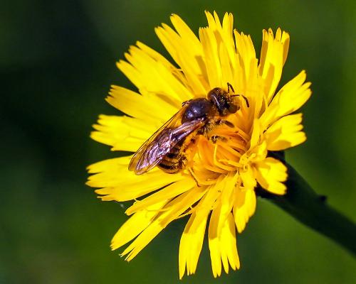 Réf. 240 264 : Halictus scabiosae